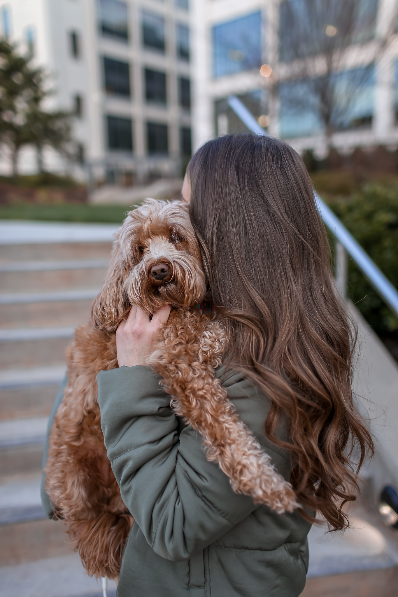 Toy Goldendoodle 