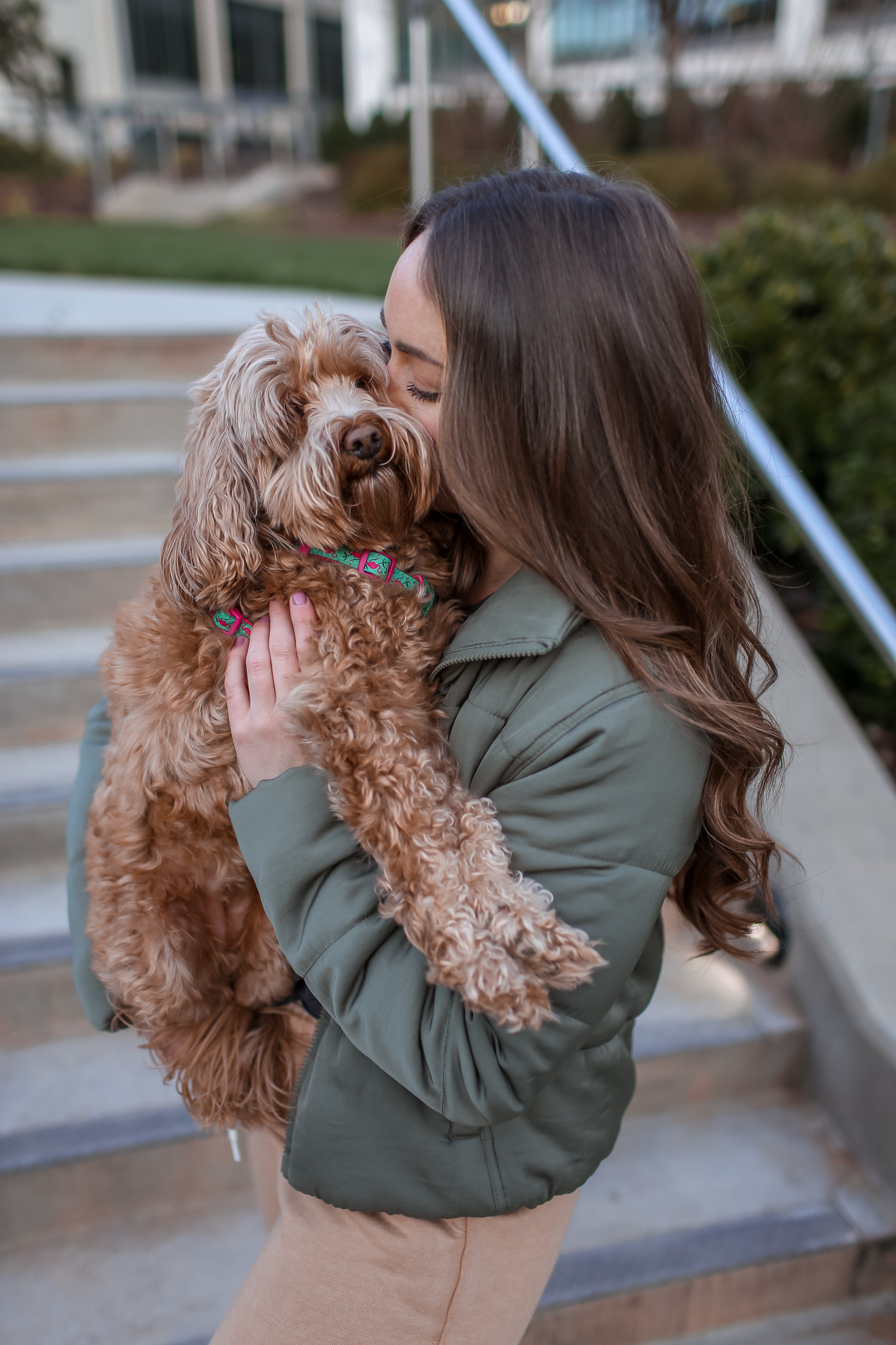 Goldendoodle Puppy 